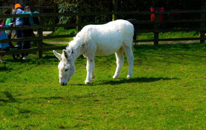 Donkey at Sidmouth Donkey Sanctuary