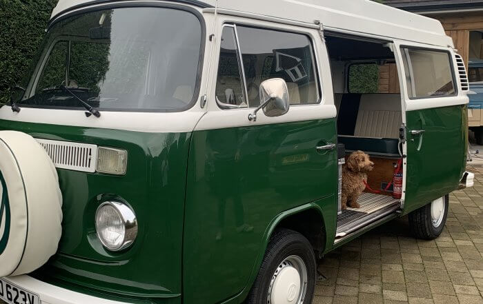 Cockerpoo in a green campervan