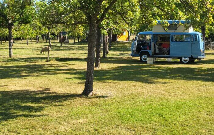 Campo in a Somerset orchard