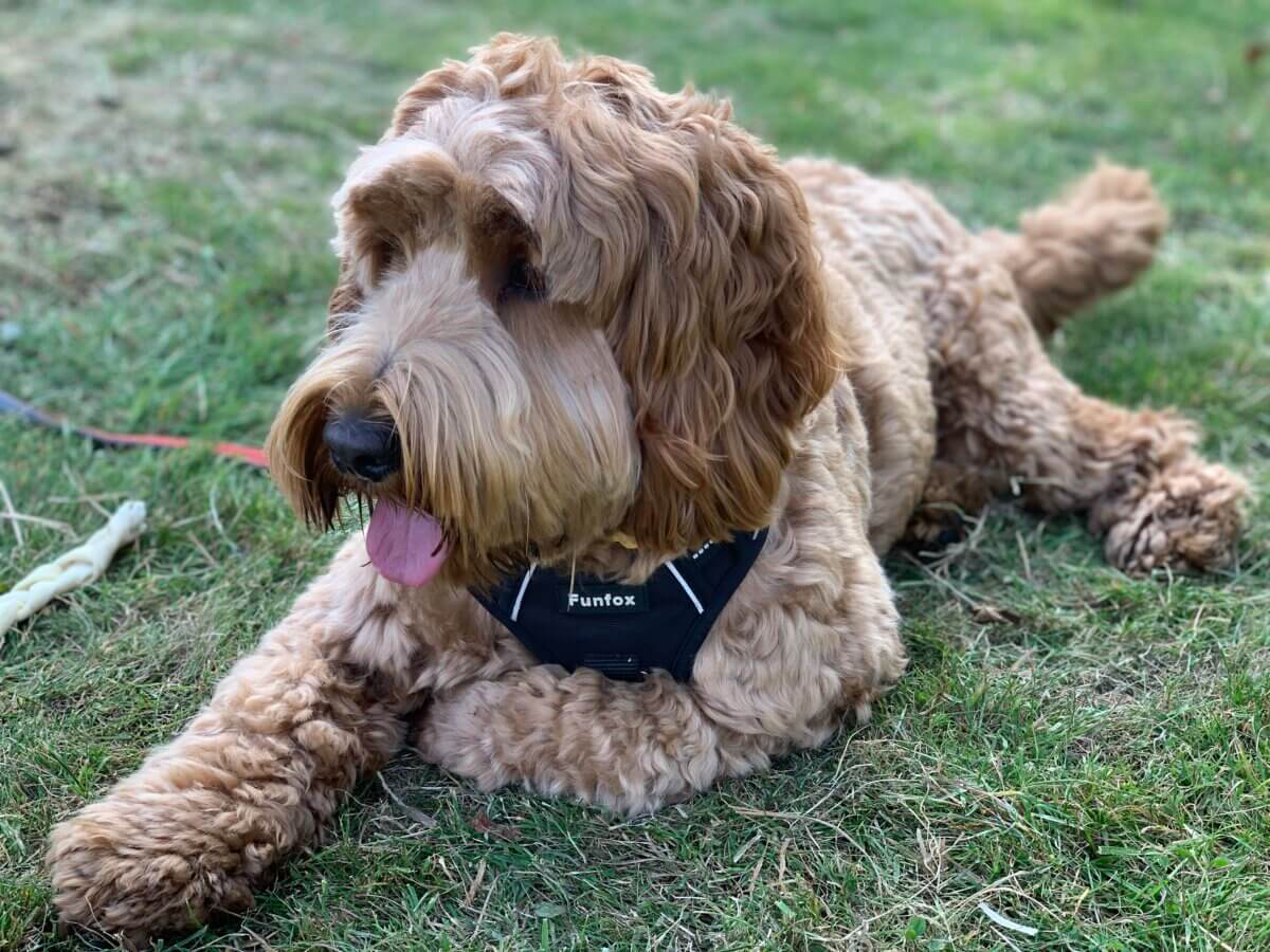Freebird Campers Dog Max on a campsite in Devon